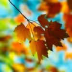 大满贯H5游戏中的道具使用技巧 ef4te