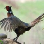 非凡娱乐平台的客户服务与支持体系 j7vmtc8