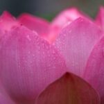 国际人28:国际人如何在异国他乡建立社交网络 pkp4jm176